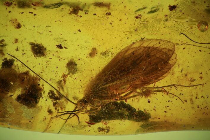 Detailed Fossil Caddisfly (Trichopterae) In Baltic Amber #59374